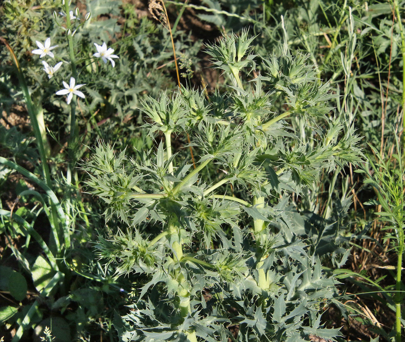 Image of Eryngium campestre specimen.