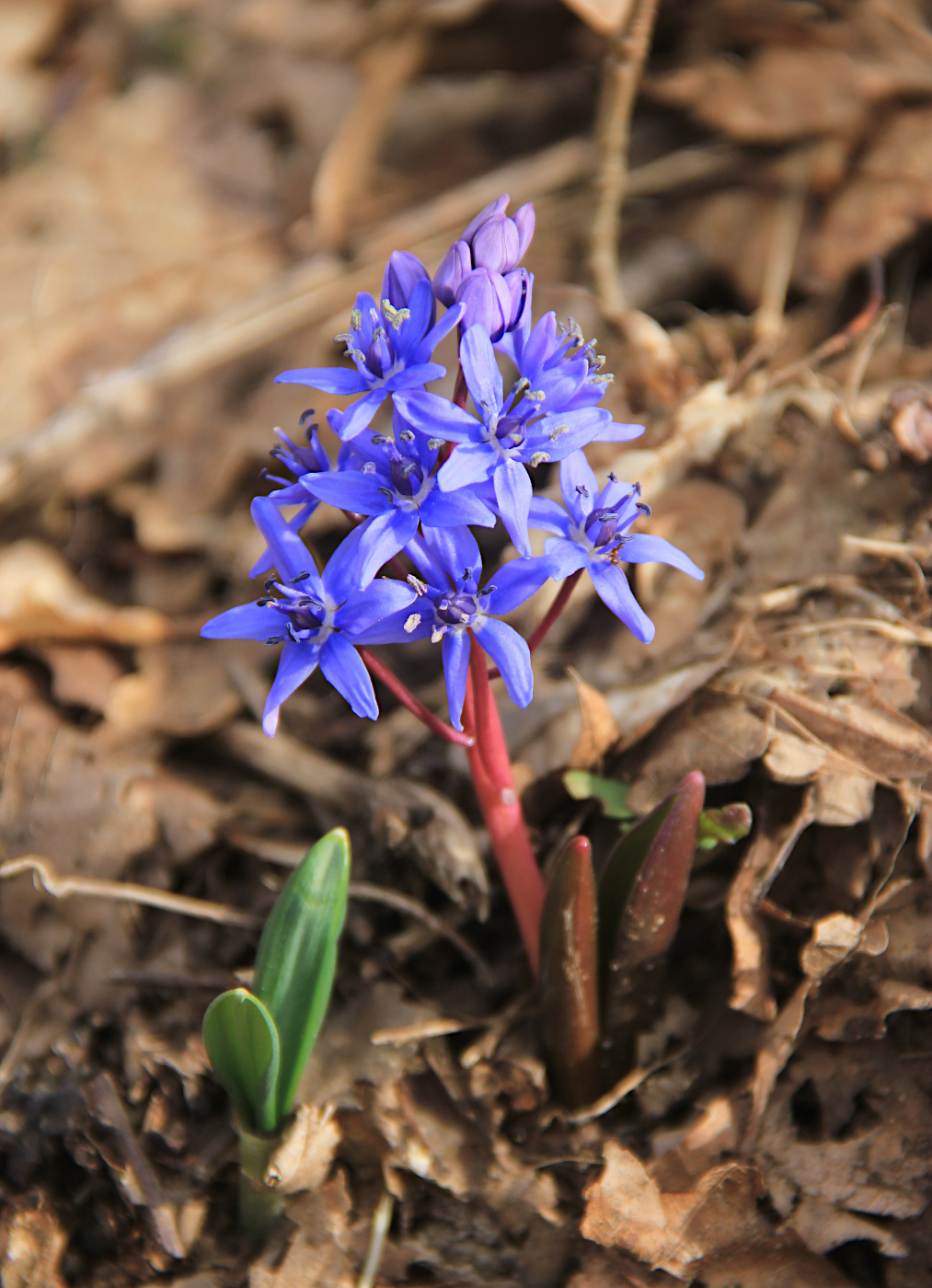 Image of Scilla bifolia specimen.