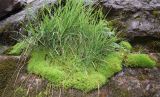 семейство Bartramiaceae