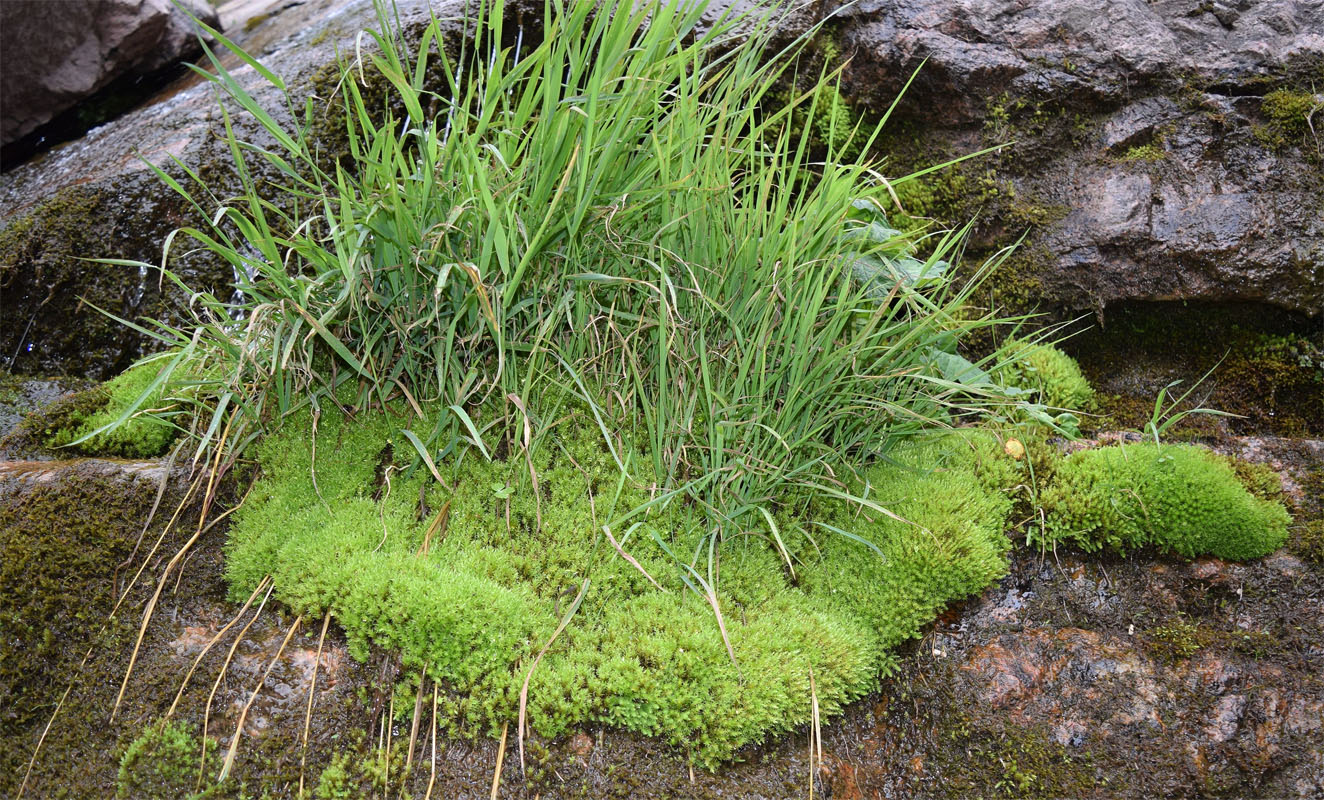 Image of familia Bartramiaceae specimen.