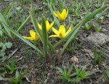Tulipa dasystemonoides