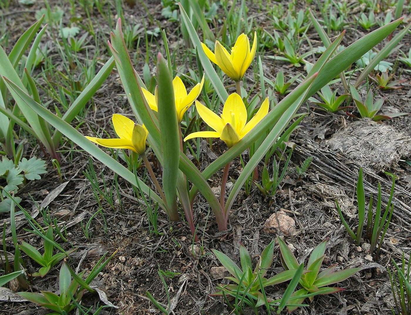 Image of Tulipa dasystemonoides specimen.