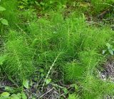 Equisetum telmateia