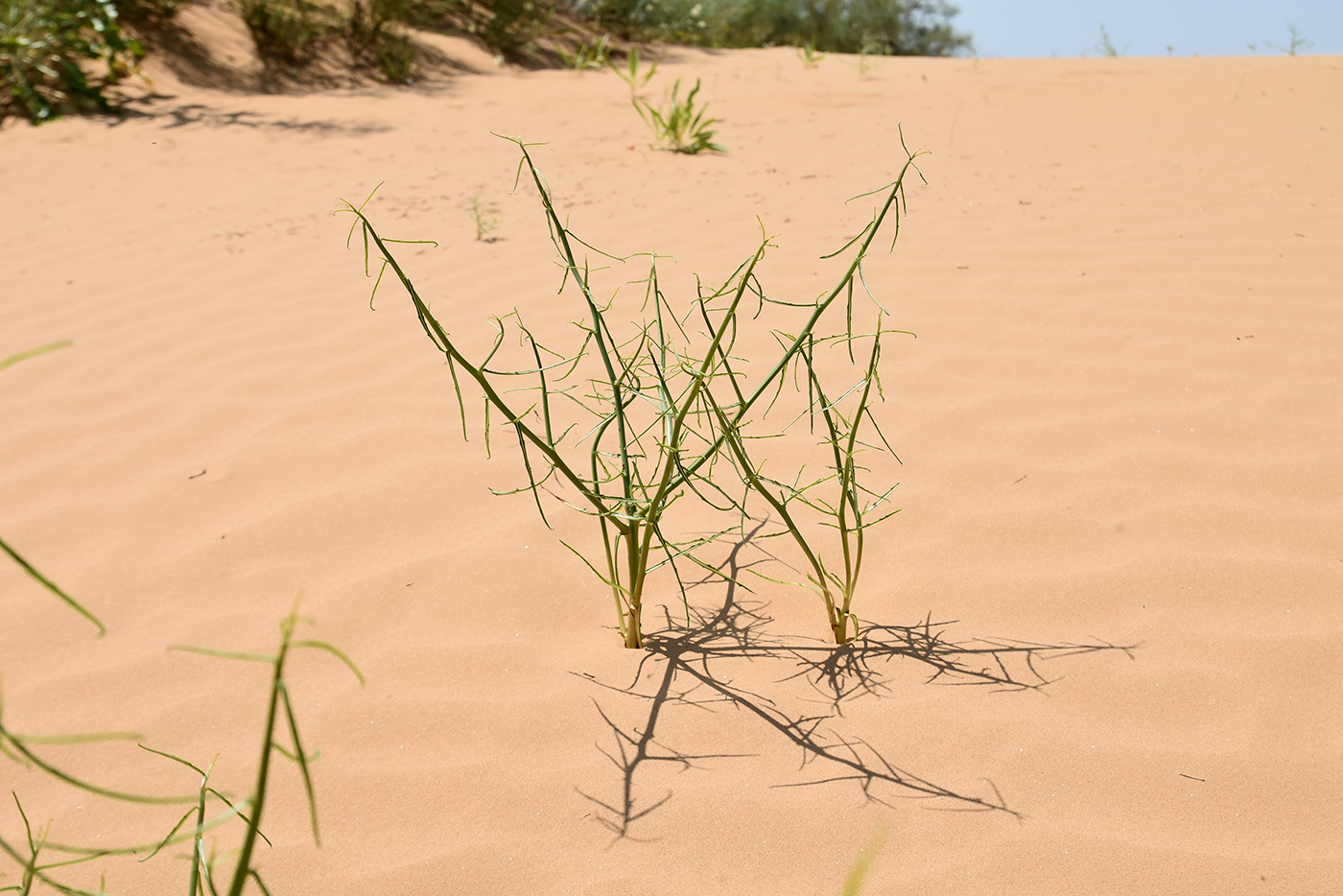 Image of familia Asteraceae specimen.