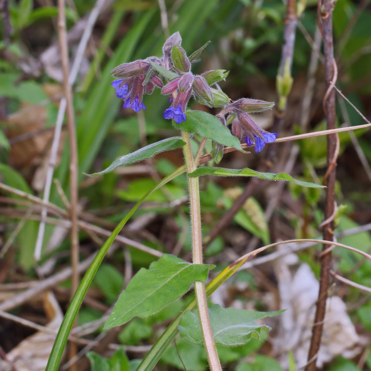 Image of Pulmonaria mollis specimen.