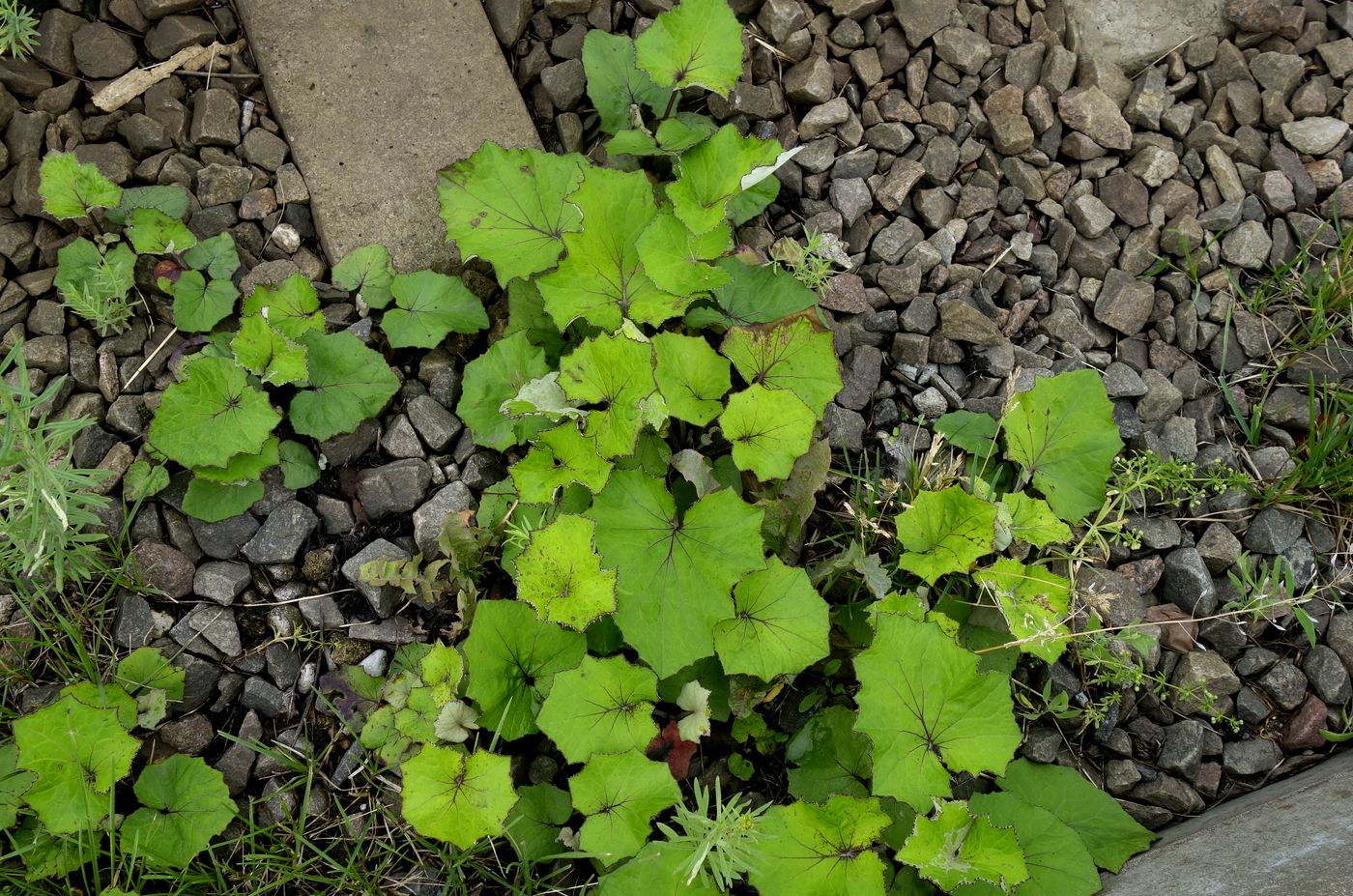 Image of Tussilago farfara specimen.