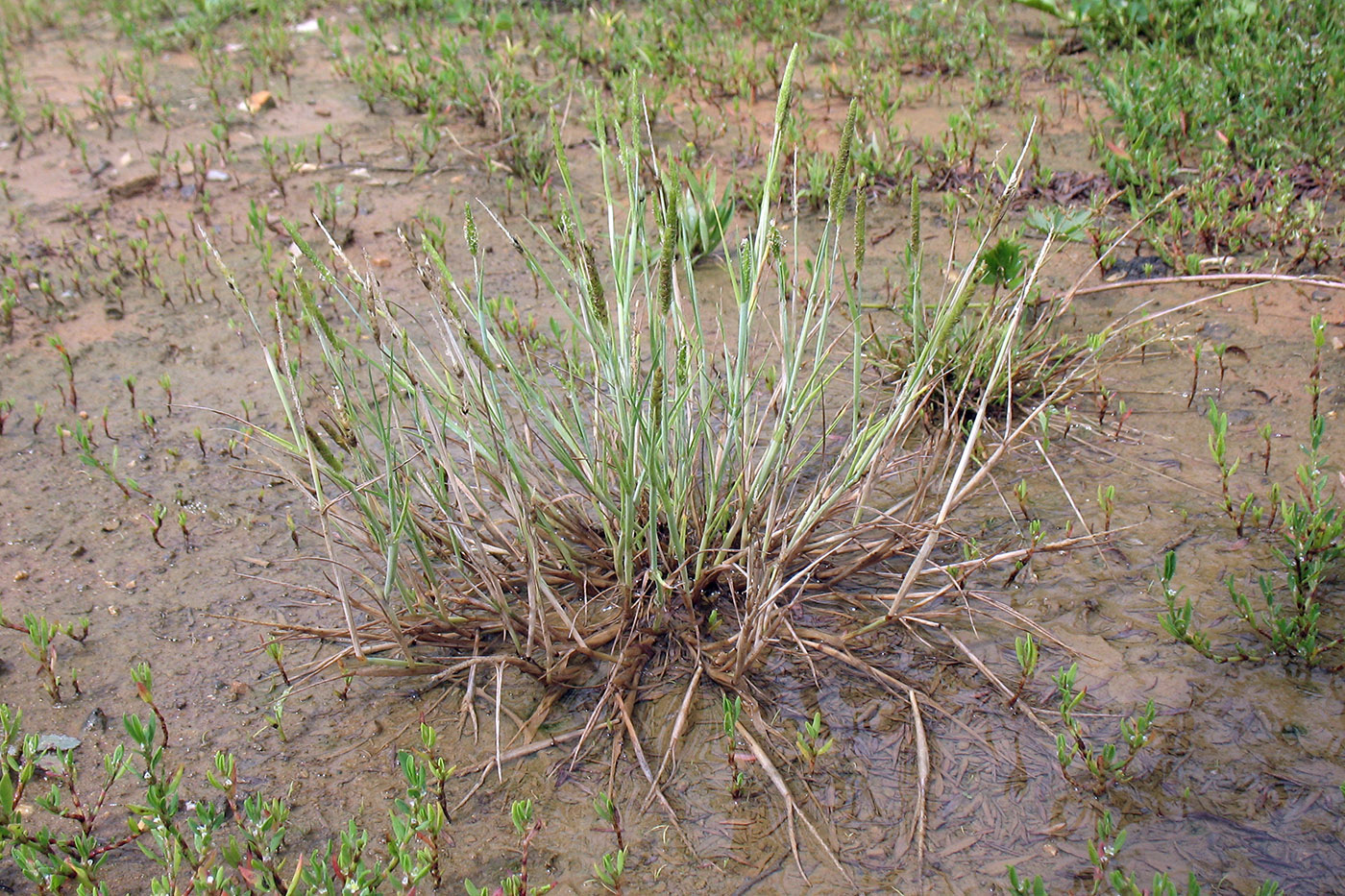Image of Alopecurus geniculatus specimen.