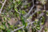 Zygophyllum xanthoxylum