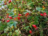 genus Rosa. Верхушки побегов с плодами. Северная Осетия, Ирафский р-н, дол. р. Танадон, субальпийский луг, кустарниковые заросли. 19.09.2024.