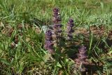 genus Ajuga. Цветущее растение. Республика Адыгея, окраина пос. Каменномостский, ур. Бокши, луг. 2 мая 2025 г.