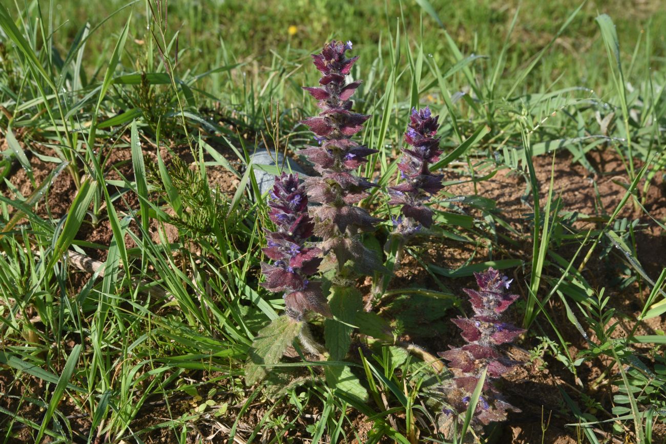 Image of Ajuga orientalis specimen.