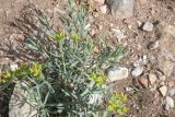 genus Euphorbia. Цветущее растение. Турция, ил Ван, оз. Ван, о-в Ахтамар. 22 мая 2025 г.