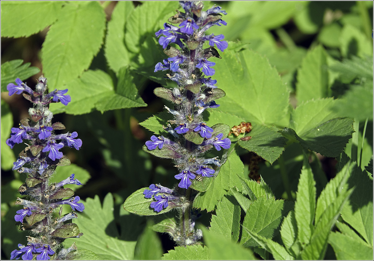 Изображение особи Ajuga reptans.