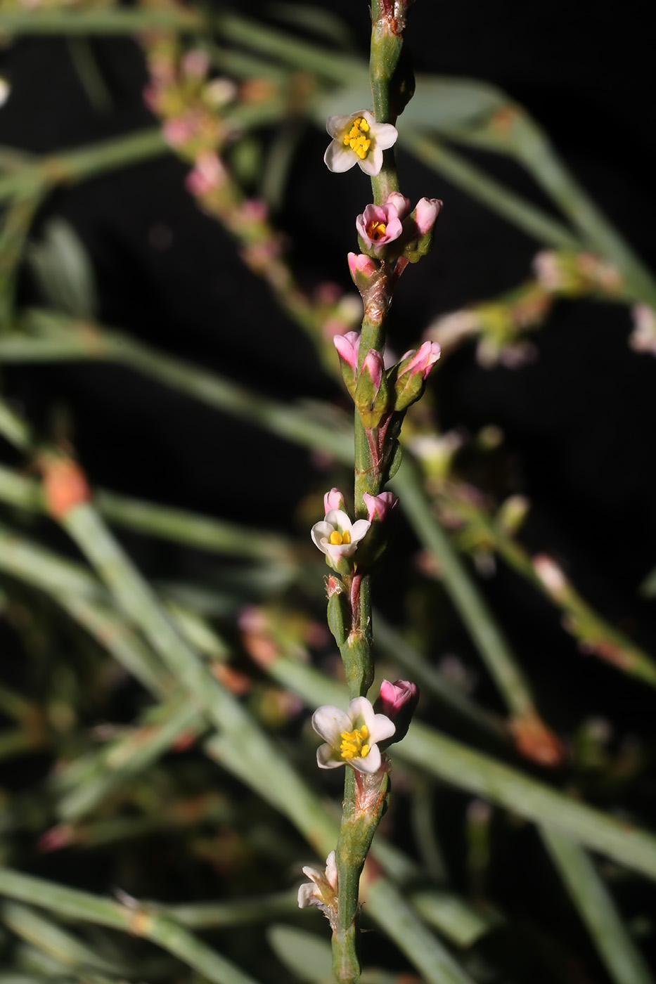 Изображение особи Polygonum argyrocoleon.