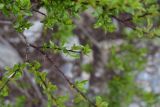 genus Salix