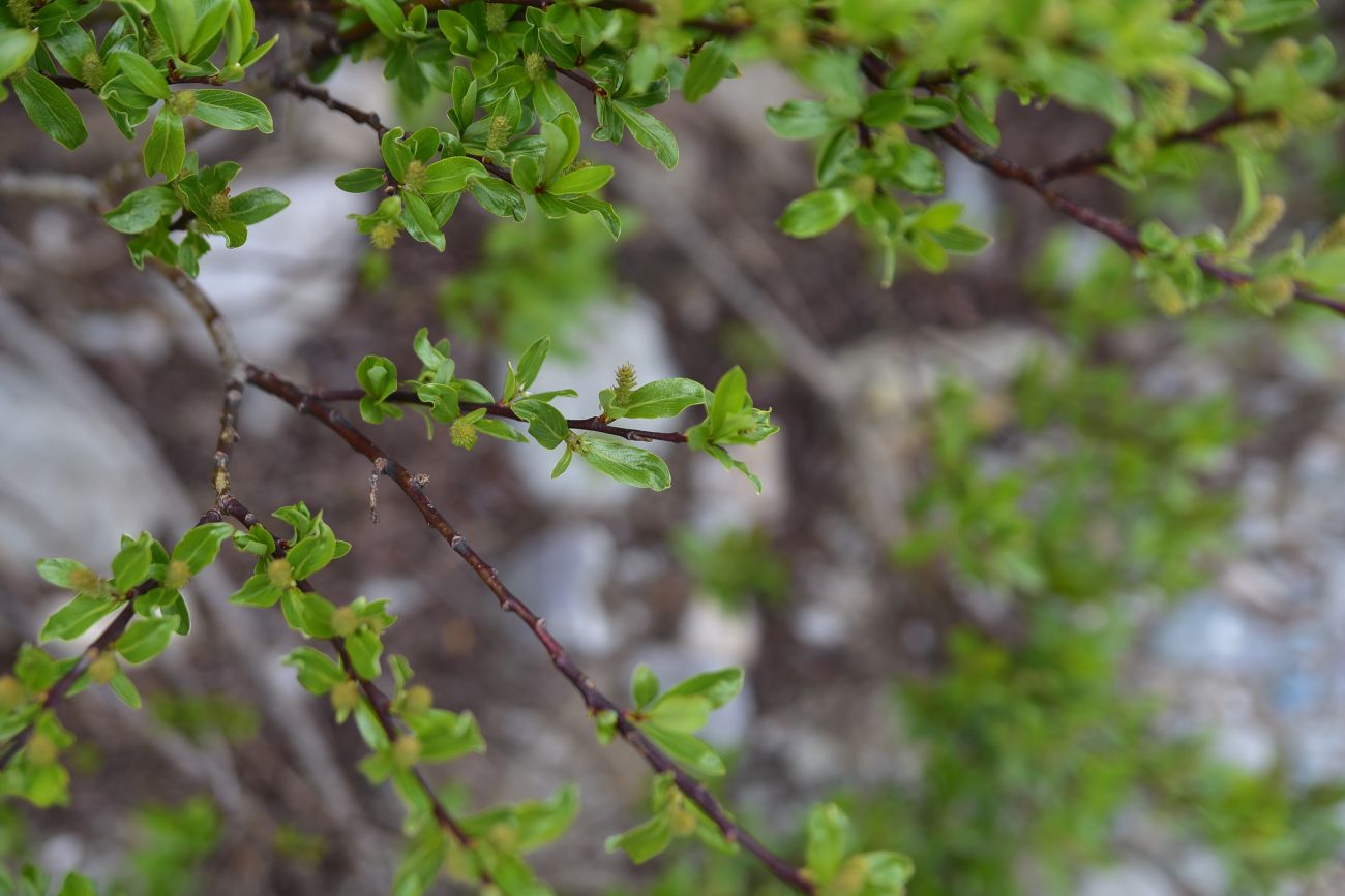 Image of genus Salix specimen.