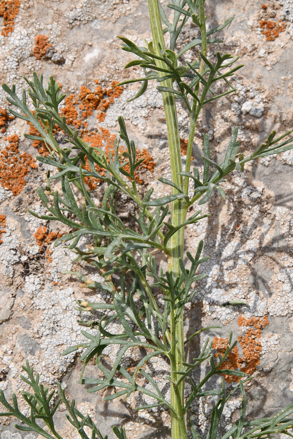 Image of Niedzwedzkia semiretschenskia specimen.