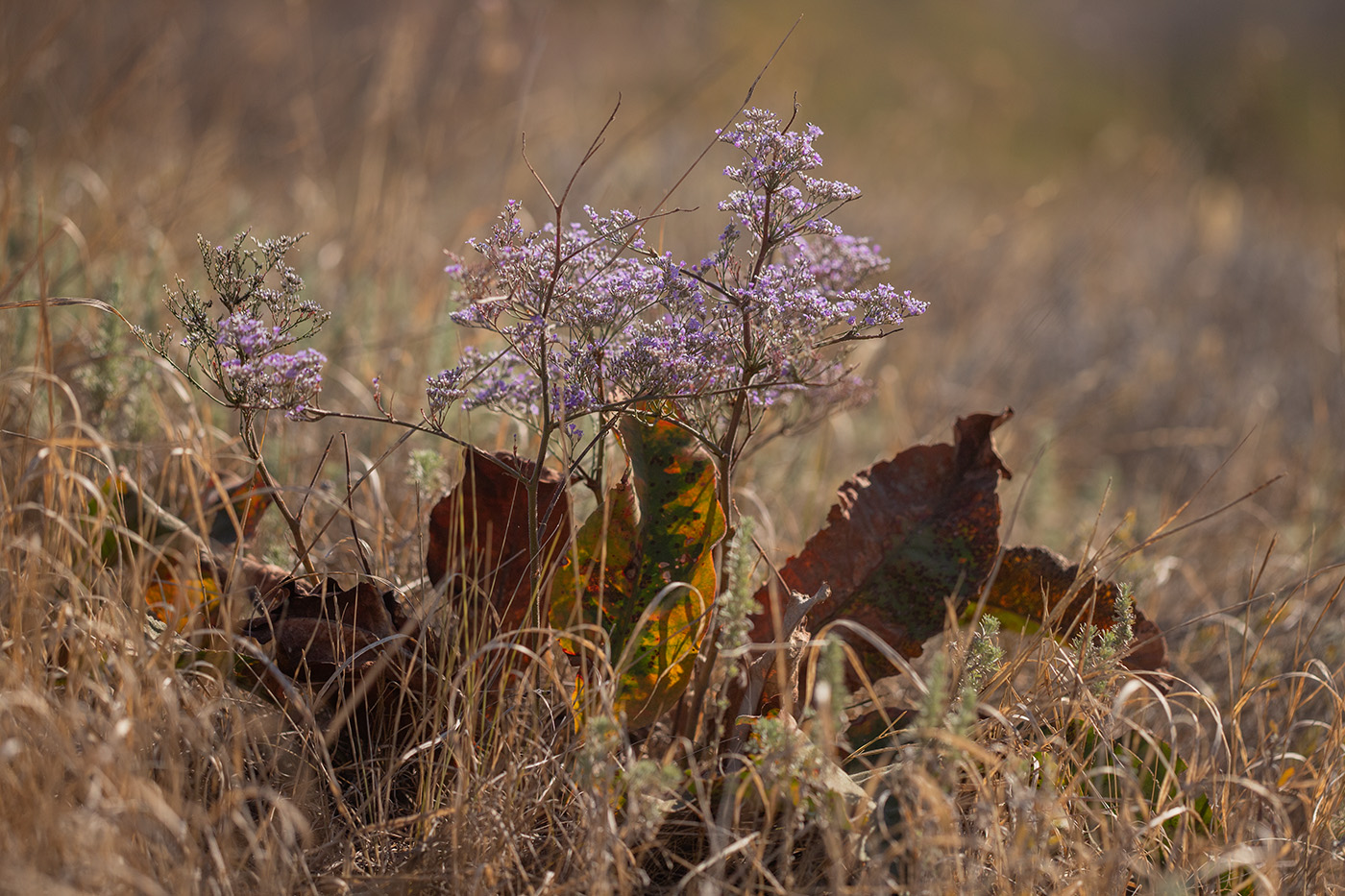 Image of Limonium coriarium specimen.