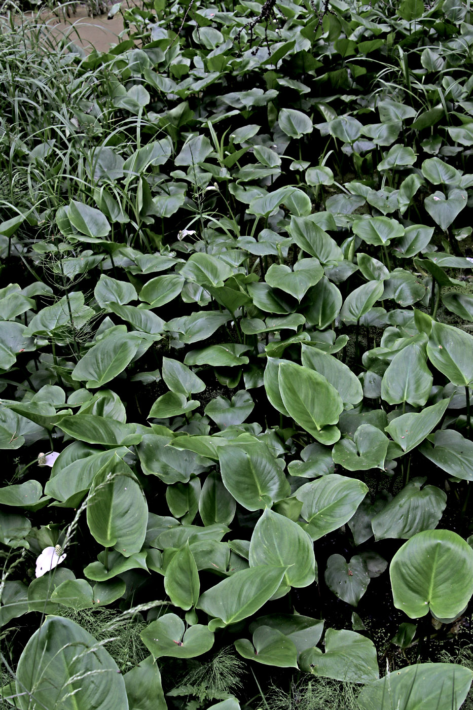 Image of Calla palustris specimen.