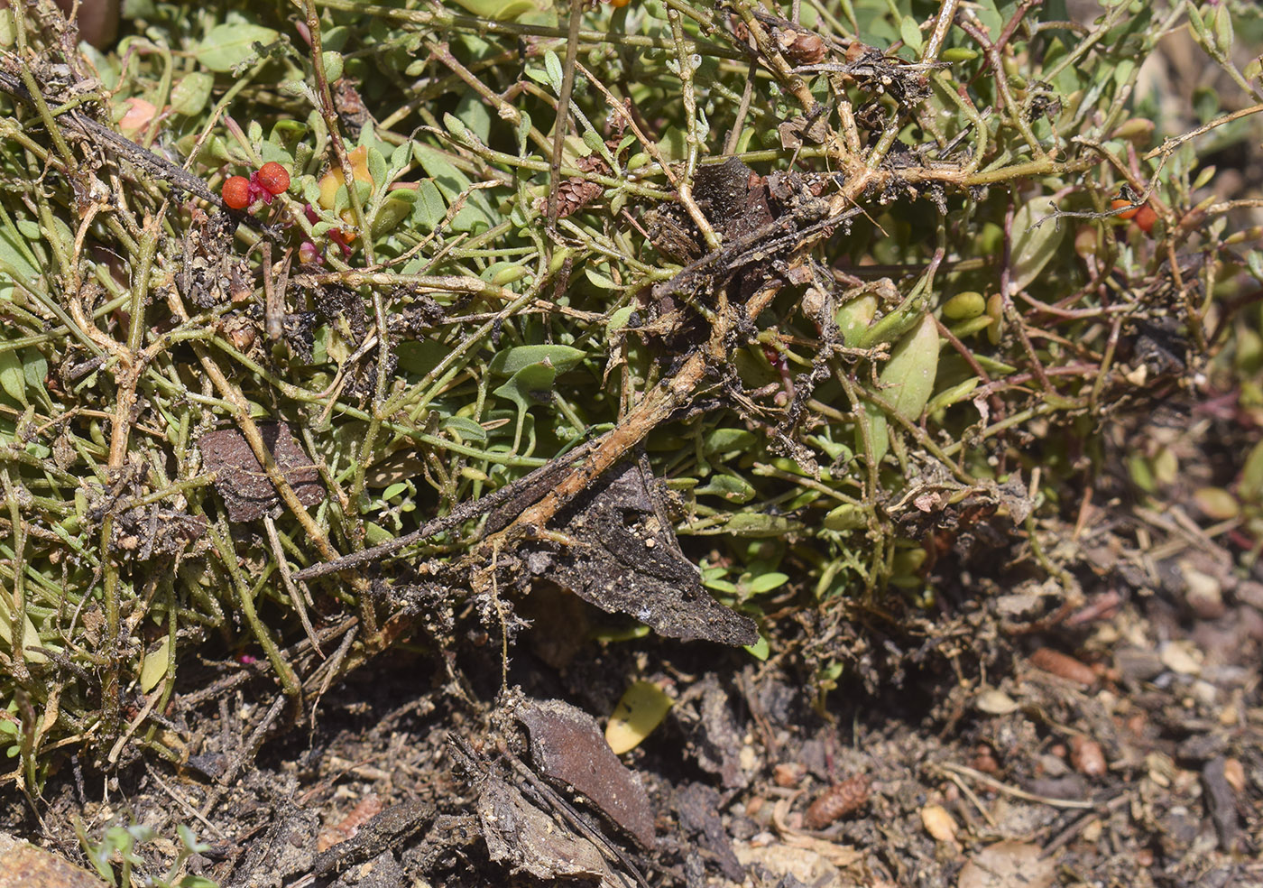 Image of Chenopodium nutans specimen.