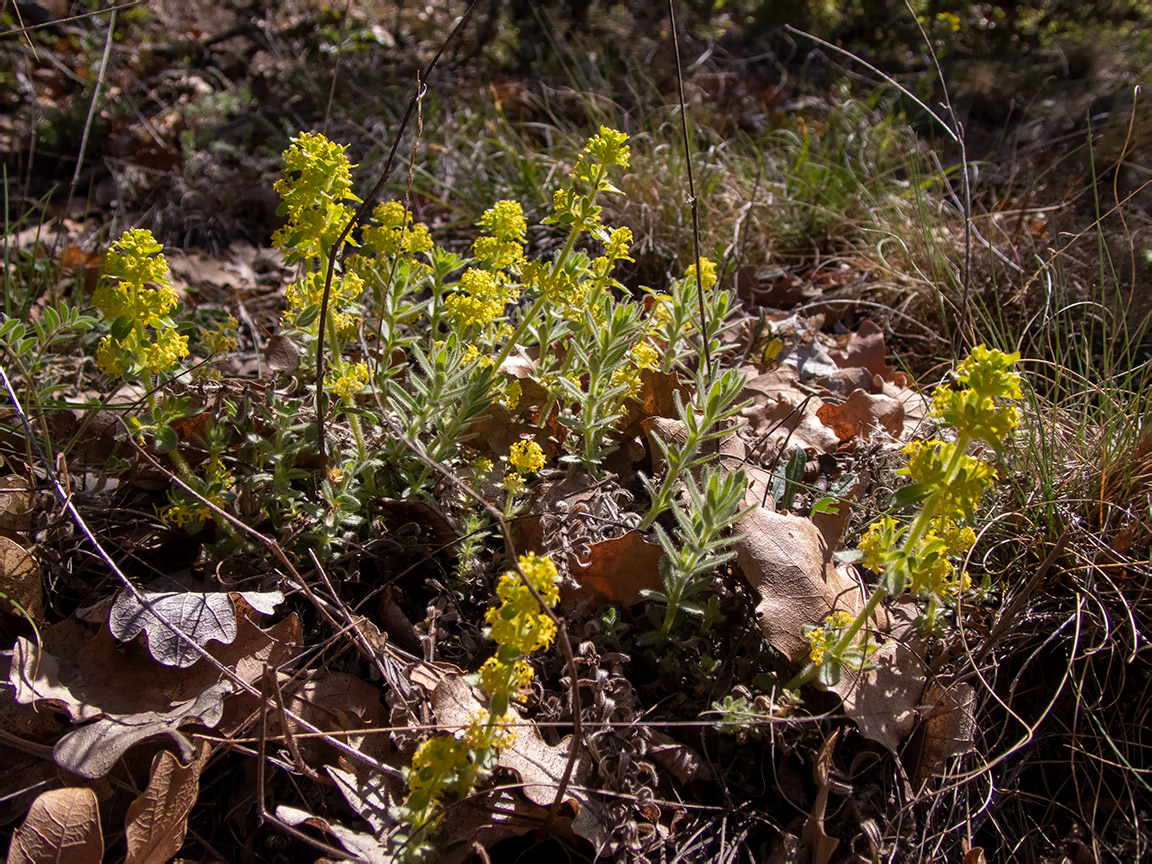 Image of Cruciata taurica specimen.