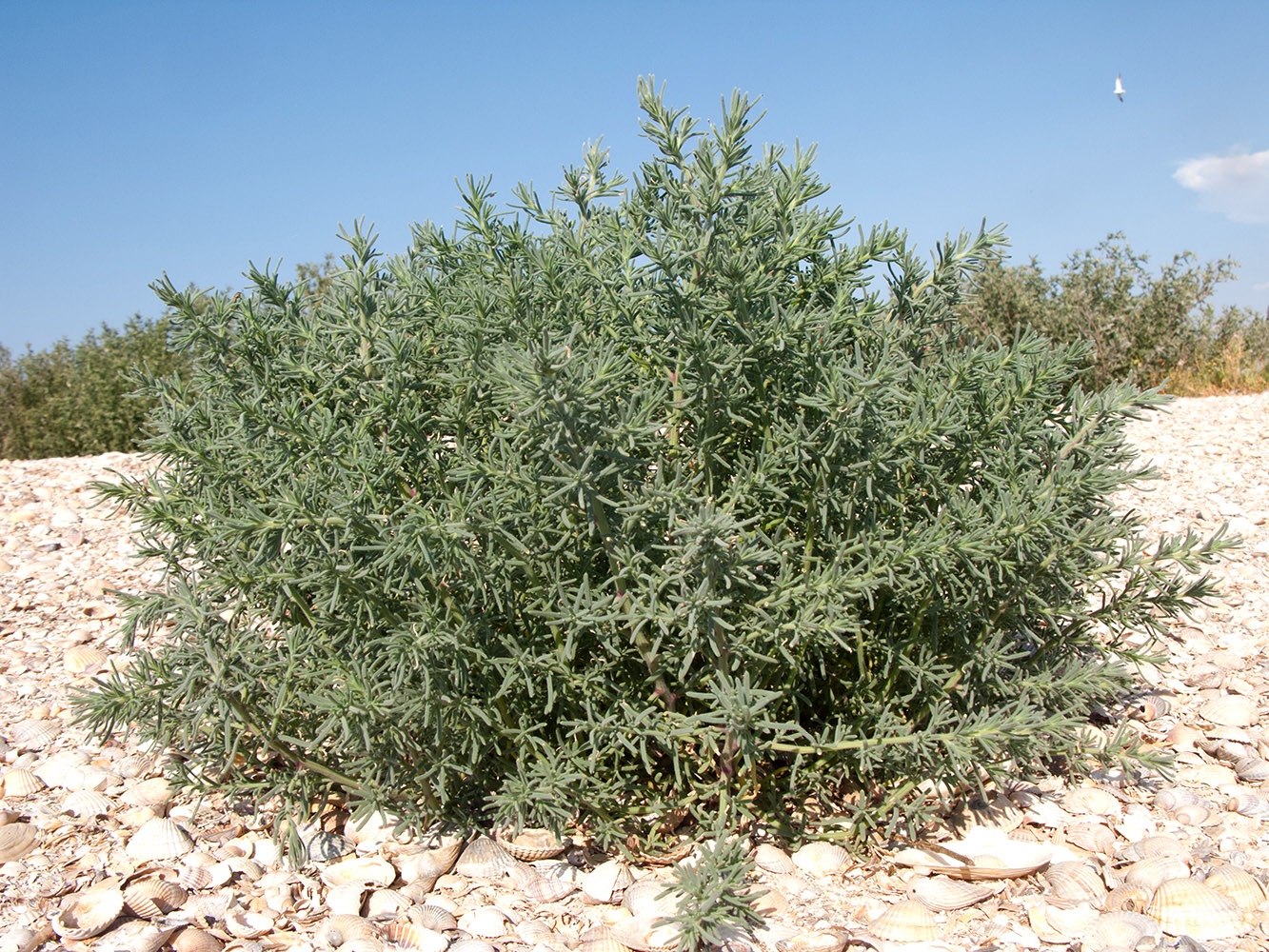 Изображение особи Spirobassia hirsuta.