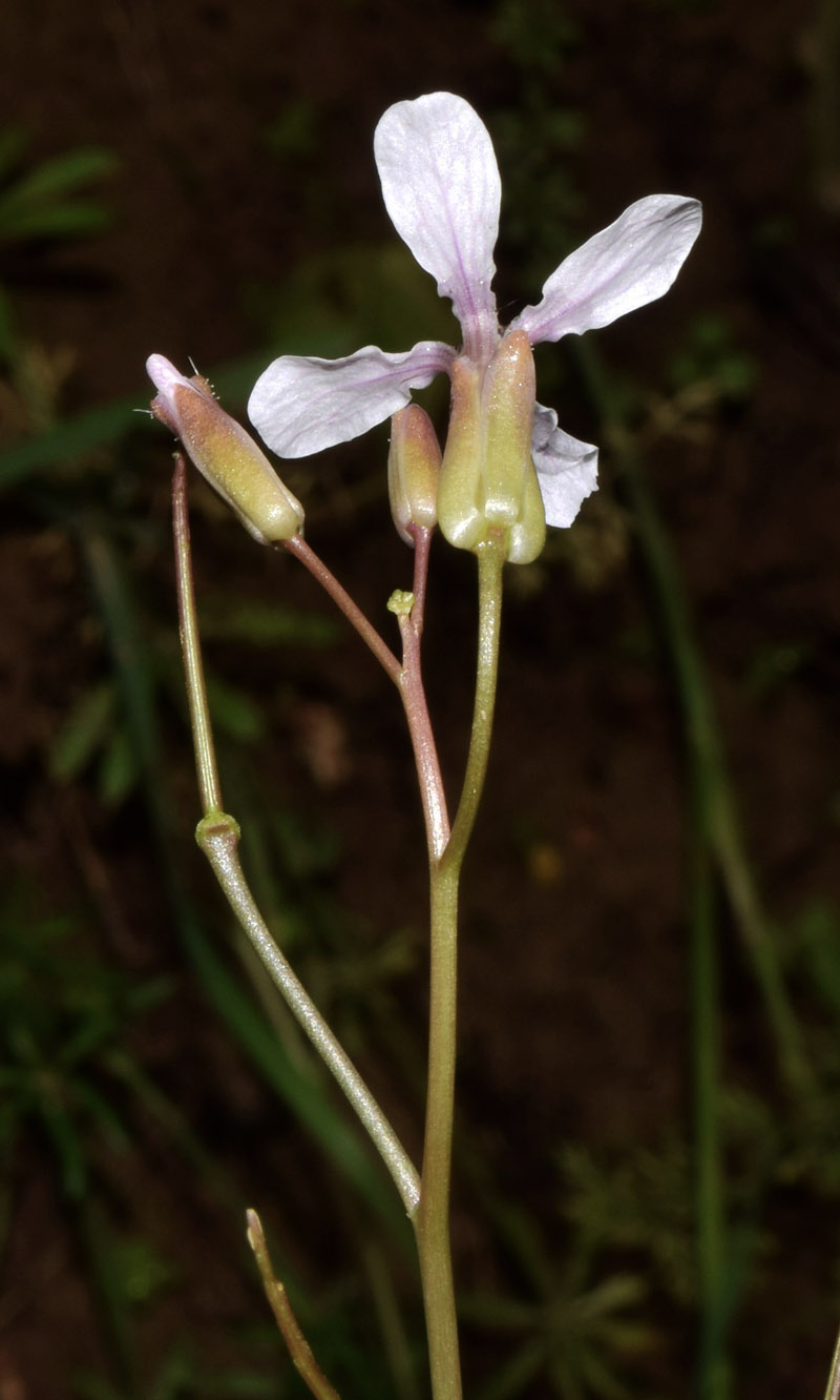 Изображение особи Chorispora tenella.
