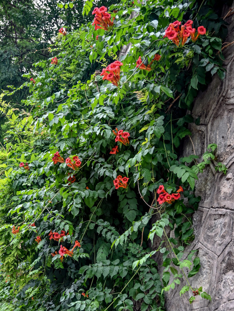 Image of Campsis radicans specimen.