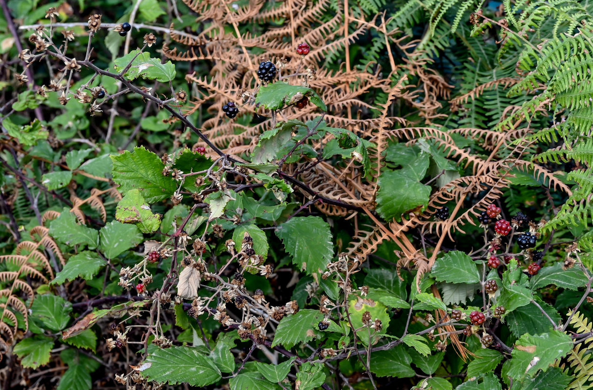 Image of Rubus ulmifolius specimen.