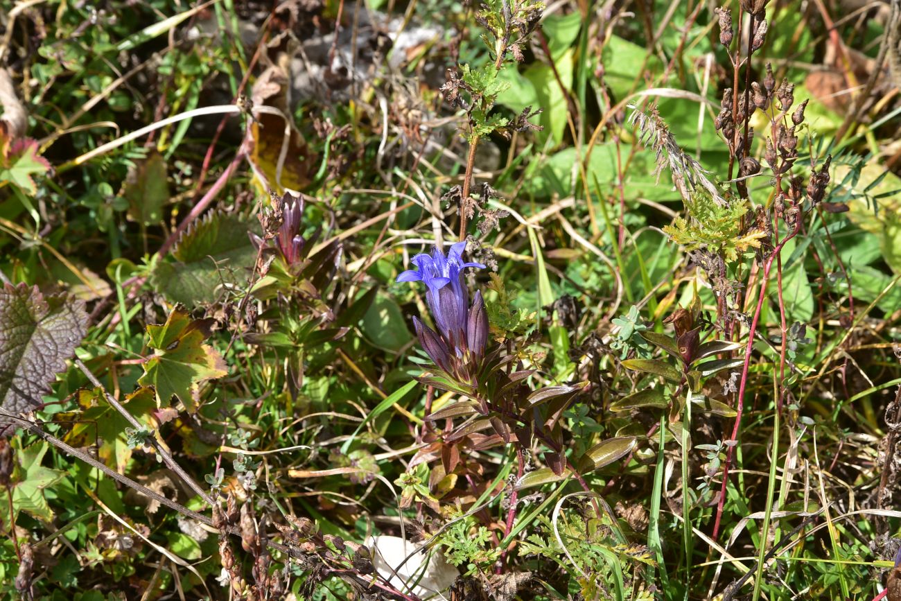 Изображение особи Gentiana septemfida.