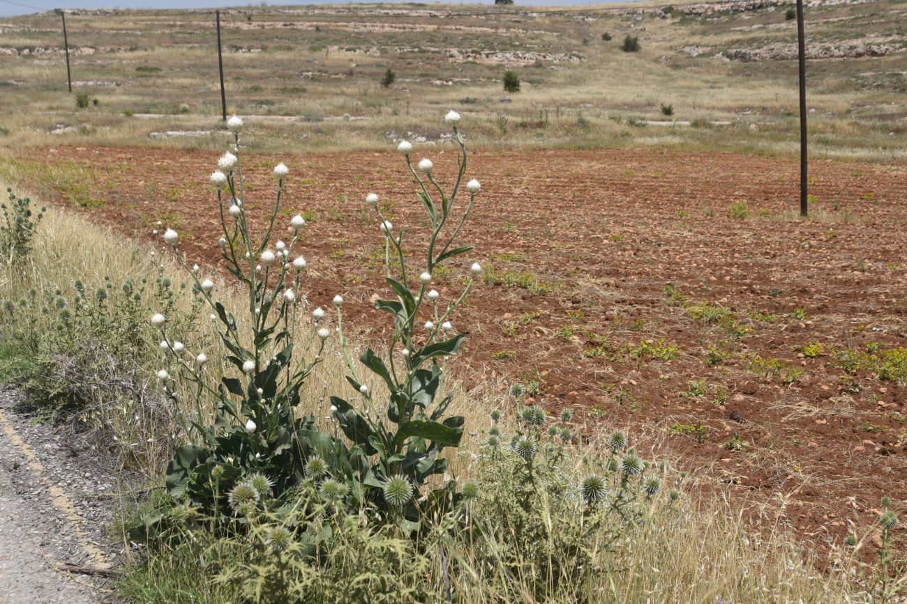 Изображение особи Centaurea kurdica.