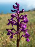 Anacamptis morio subspecies caucasica. Соцветие. Крым, окр. г. Судак, 200 м к ю.-в. от вершины горы Перчем, луг. 23.04.2025.