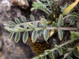 Astragalus rupifragus. Лист. Крым, окр. г. Судак, западный склон горы Ай-Георгий, каменистый склон. 25.04.2025.