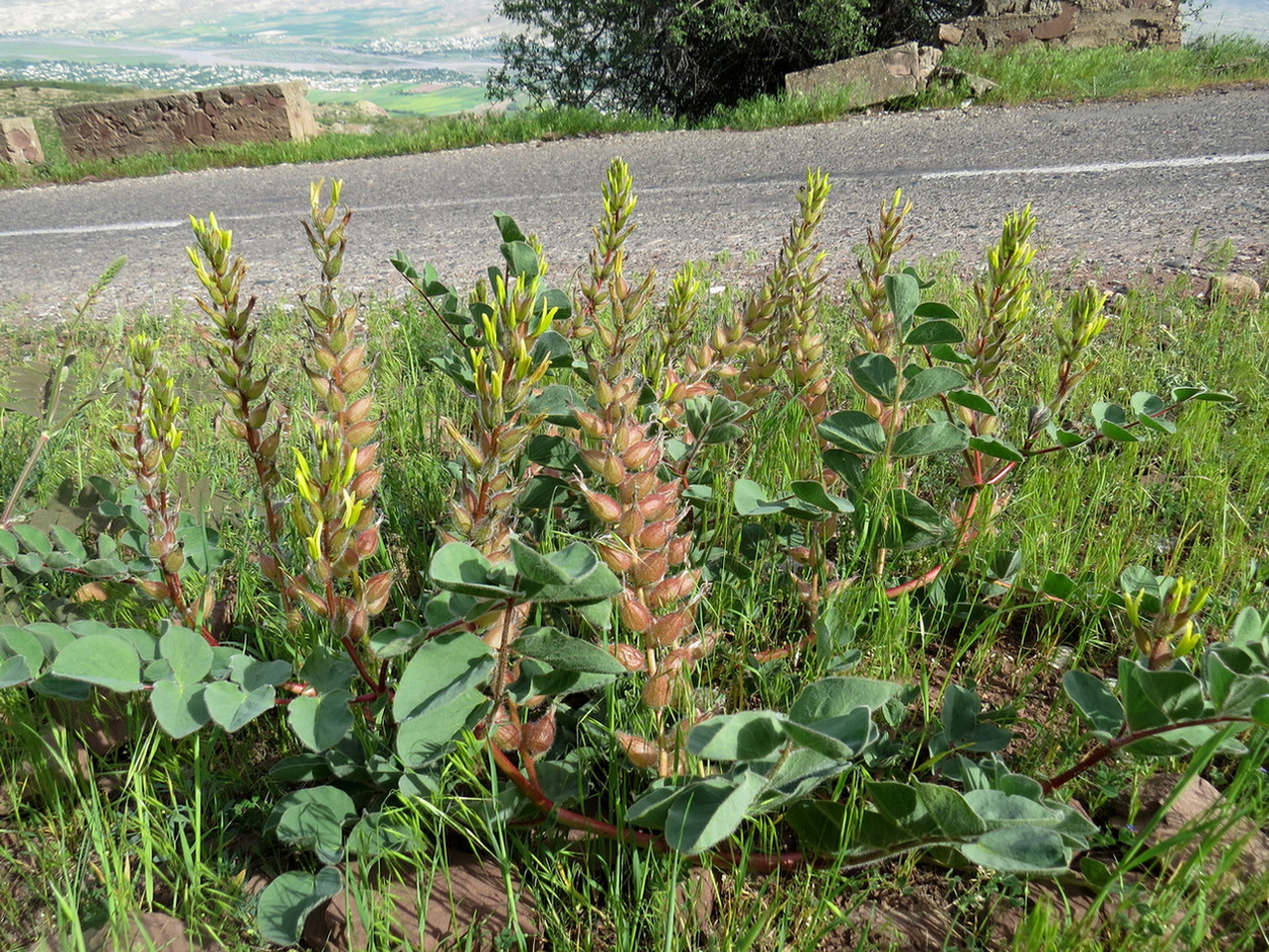 Изображение особи Astragalus tatjanae.