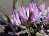Astragalus suprapilosus. Соцветие. Крым, окр. г. Феодосия, Лисья бухта, глинистое обнажение. 13 апреля 2026 г.