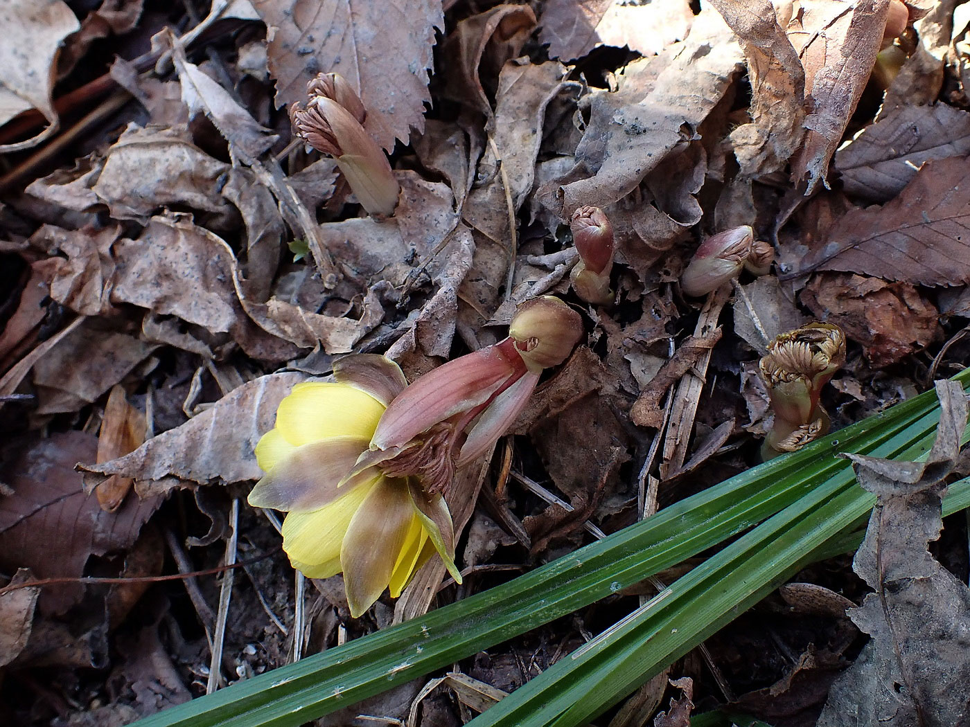 Image of Adonis amurensis specimen.