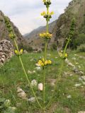 Phlomoides tadschikistanica