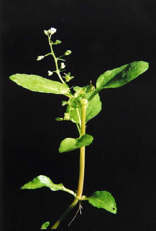 Image of Veronica beccabunga specimen.