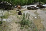 unknown species. Цветущий куст. Кабардино-Балкария, Приэльбрусье, дол. р. Шхельда, ур. Улыбка Шхельды, выс. 2220 м, песчаный пляж. 23 июня 2025 г.