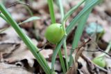 род Galanthus