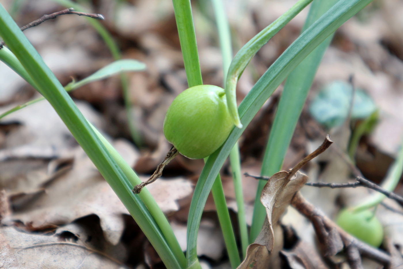 Изображение особи род Galanthus.