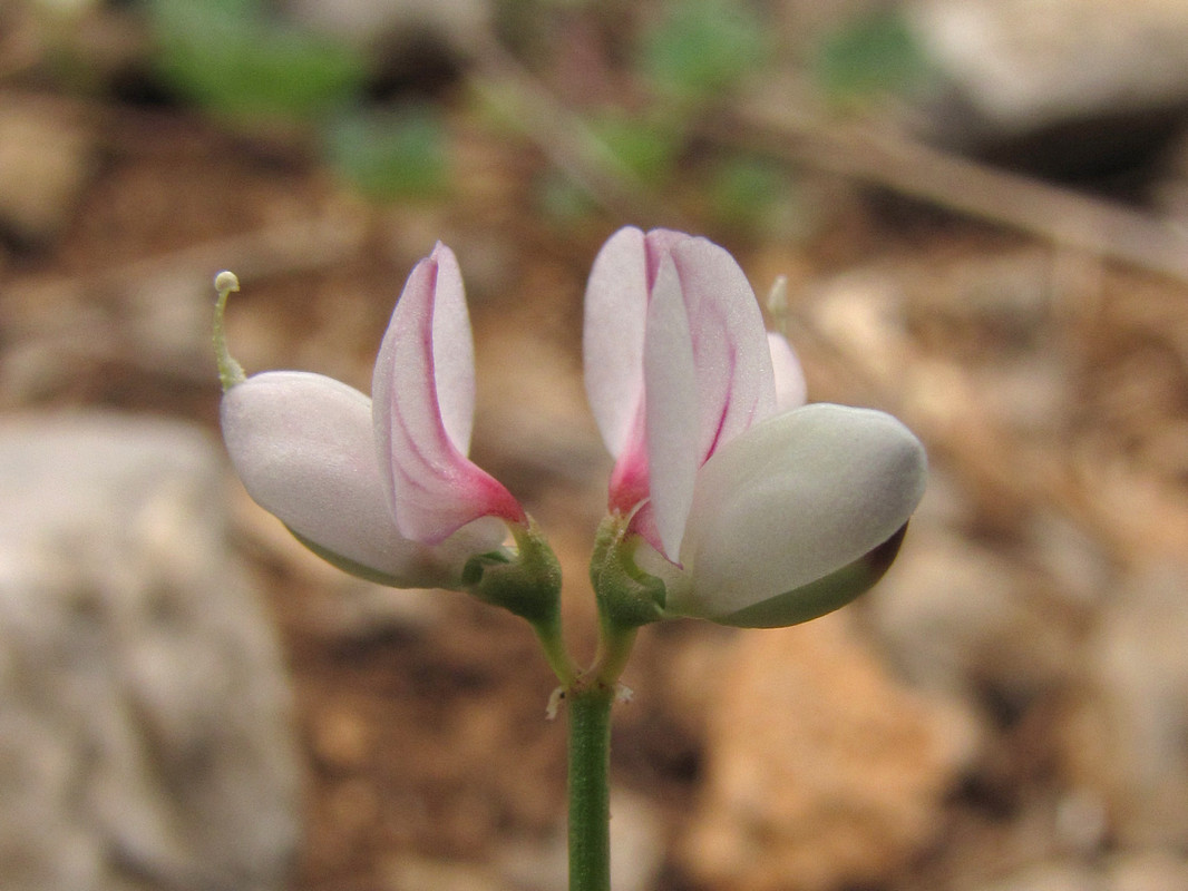 Image of Securigera cretica specimen.