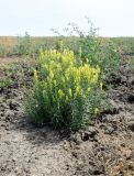 Linaria vulgaris. Цветущее растение в сообществе с Atriplex aucheri (на заднем плане). Астраханская обл., Камызякский р-н, окр.с. Бирючек, низина между бэровскими буграми, возделываемый искусственно орошаемый участок, край пашни. 11.06.2026.