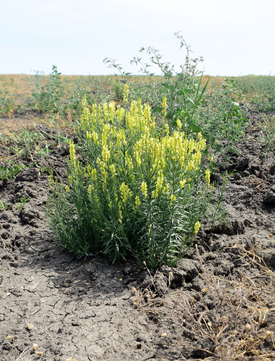 Image of Linaria vulgaris specimen.
