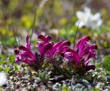 Pedicularis ochotensis. Цветущее растение. Хабаровский край, р-н имени Лазо, массив горы Ко, гора Столовая, вершина, выс. ≈ 1920 м н.у.м., горная тундра. 22.06.2026.