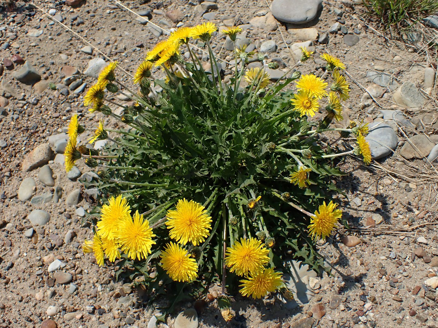 Изображение особи Taraxacum ussuriense.