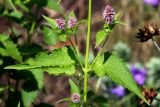 Agastache mexicana. Часть побега с пазушными соцветиями. Белгородская обл., пос. Ракитное, ул. Сосновая, 2, в культуре. 22 июля 2026 г.