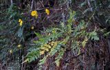 Sonchus pinnatus