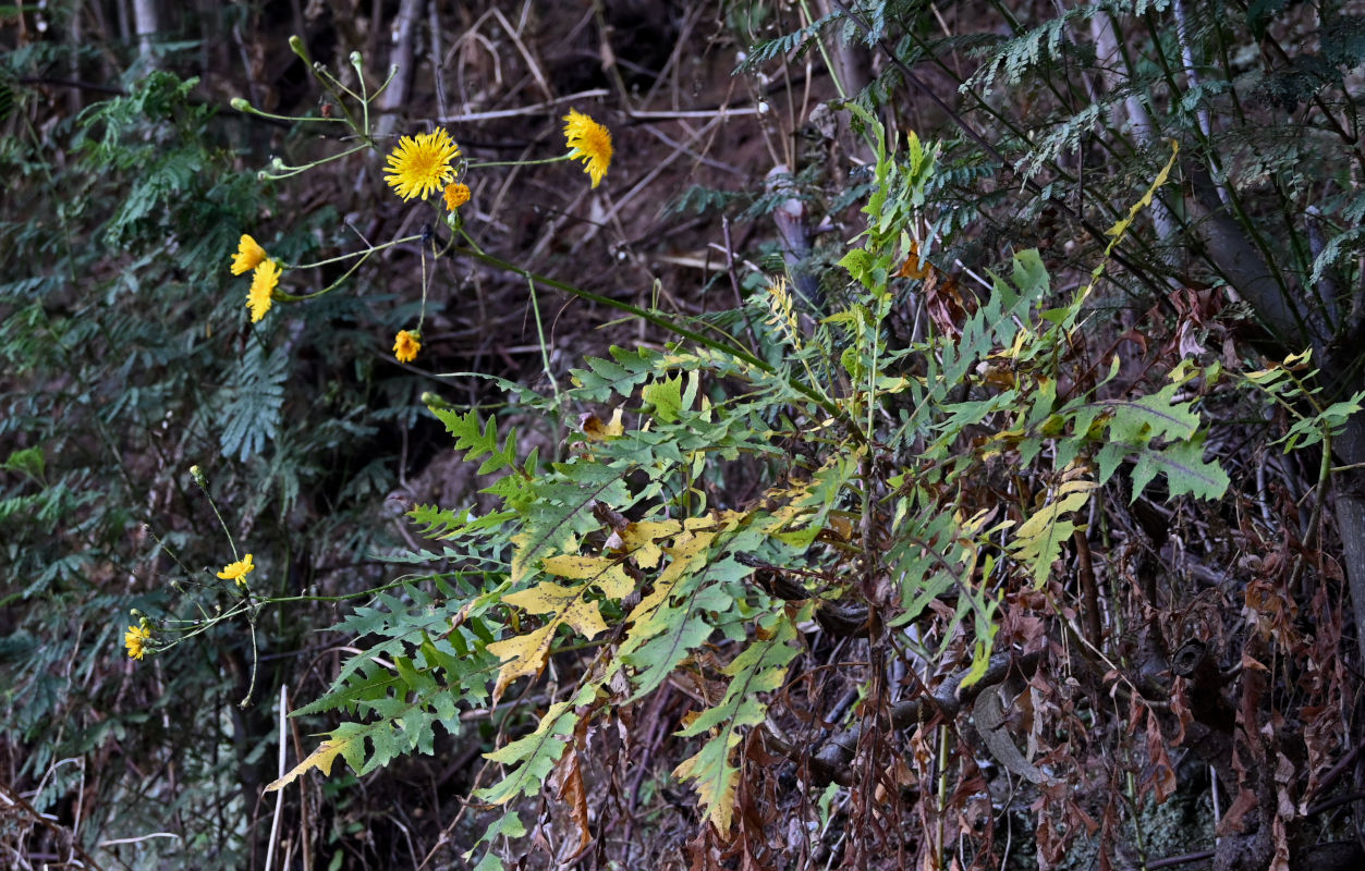 Image of Sonchus pinnatus specimen.
