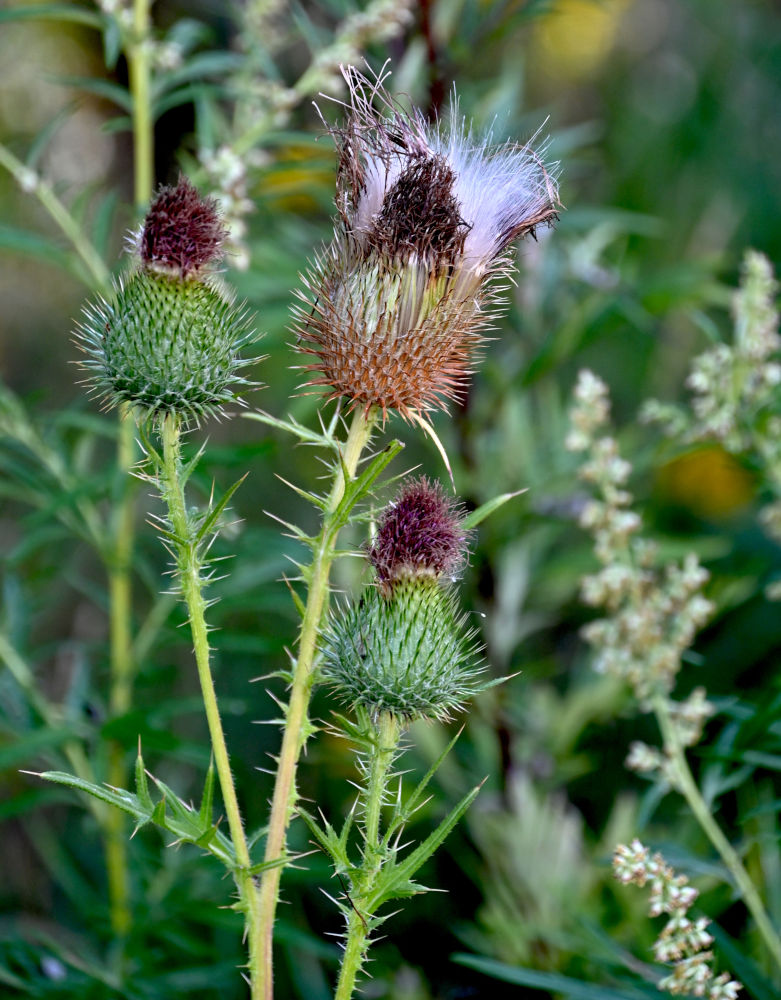 Image of Cirsium vulgare specimen.